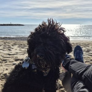Pelar perro pequeño